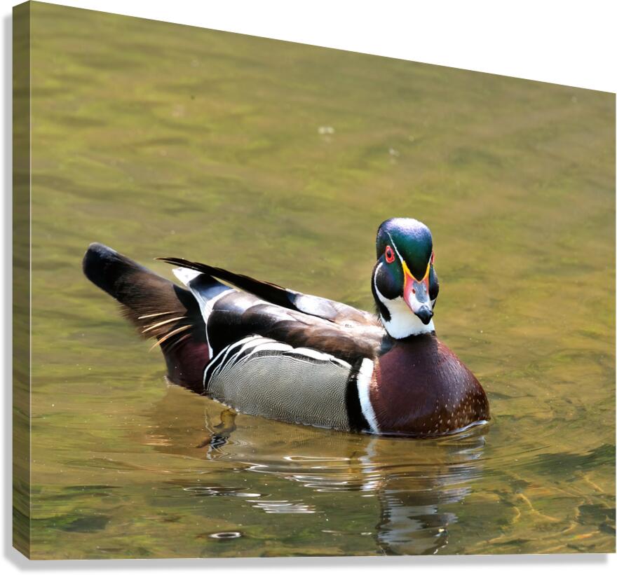 Waterfowl 153 Canvas Print