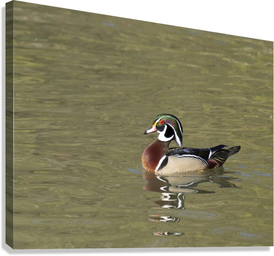 Waterfowl 157 Canvas Print