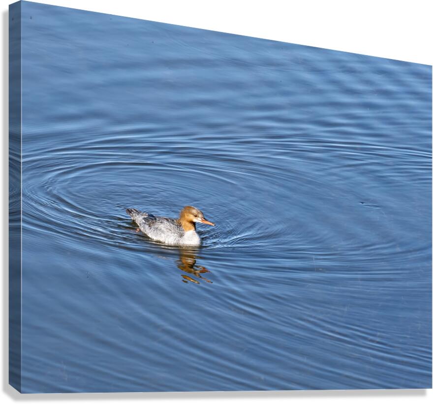 Waterfowl 161 Canvas Print