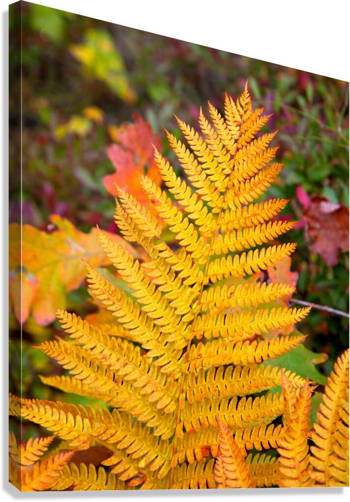 Autumn Color 111 Canvas Print