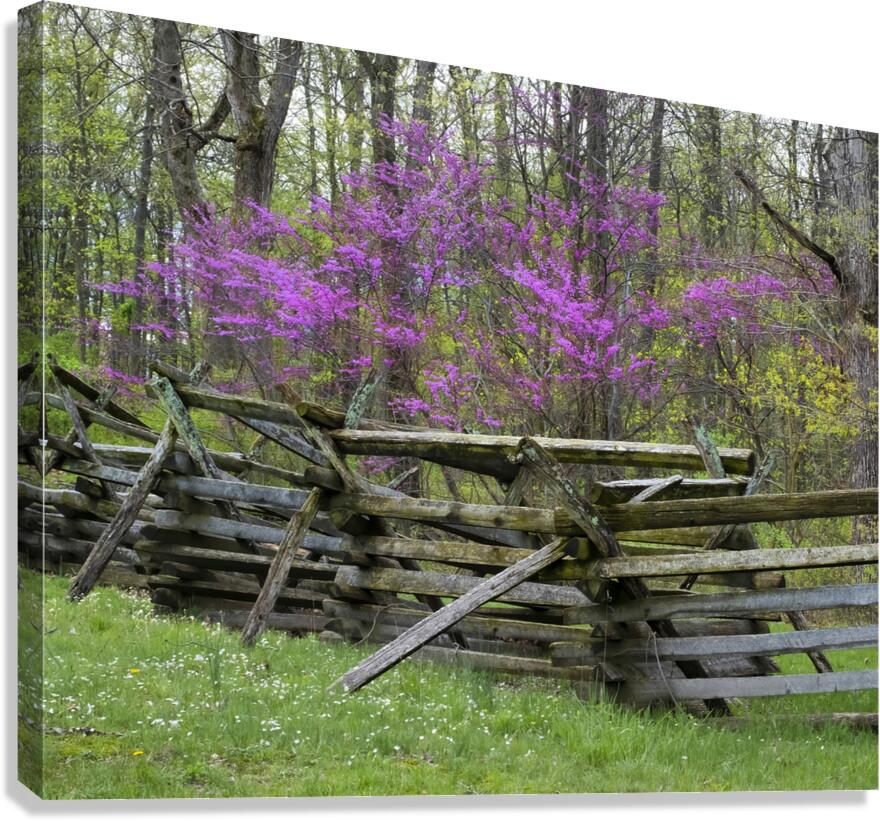 FlowersPlants 1 Canvas Print