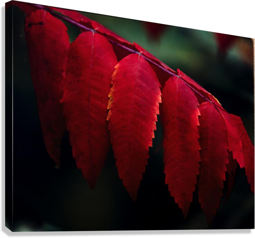 FlowersPlants 5 Canvas Print