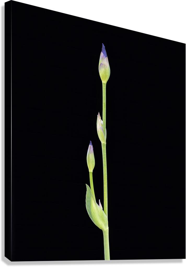 FlowersPlants 6 Canvas Print