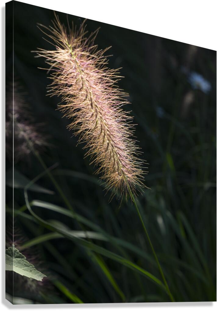 FlowersPlants 10 Canvas Print