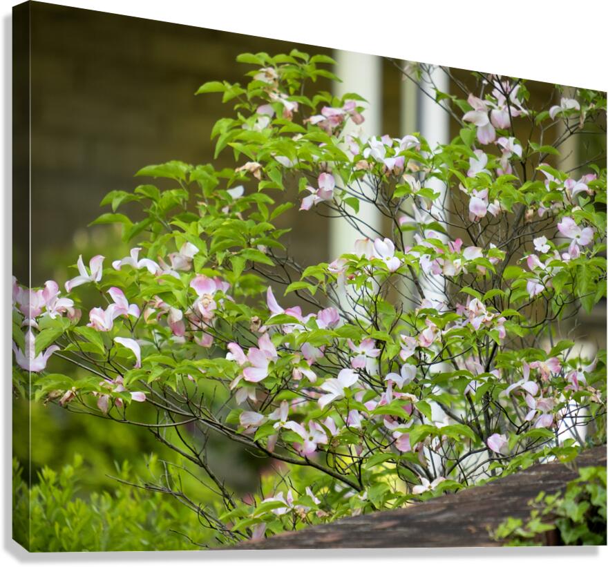 FlowersPlants 12 Canvas Print