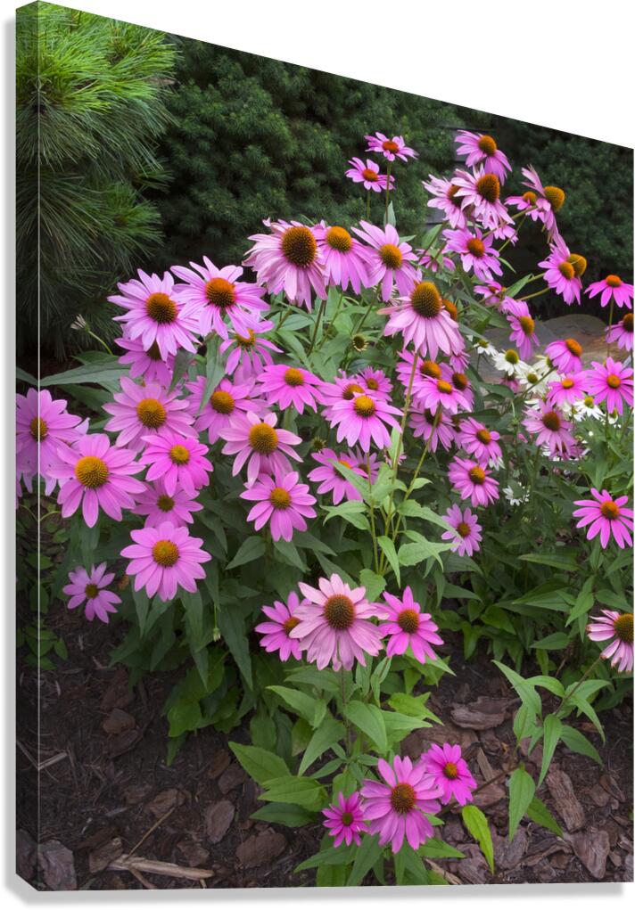 FlowersPlants 14 Canvas Print