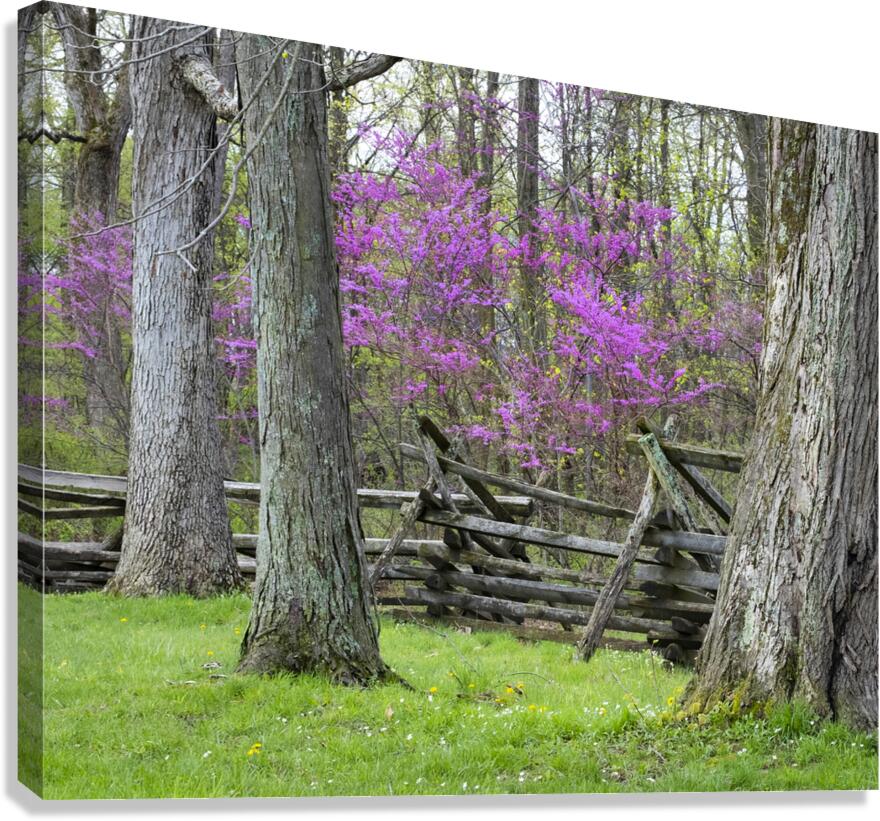 FlowersPlants 15 Canvas Print