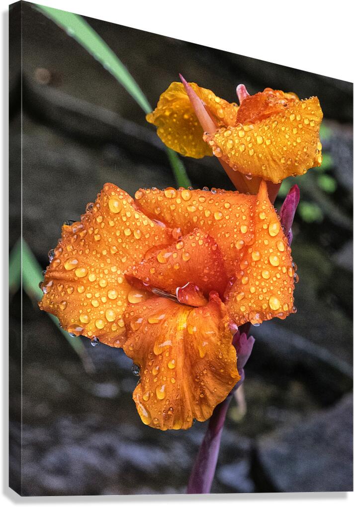 FlowersPlants 16 Canvas Print
