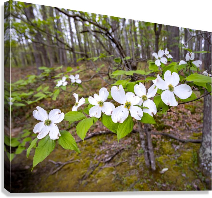 FlowersPlants 17 Canvas Print