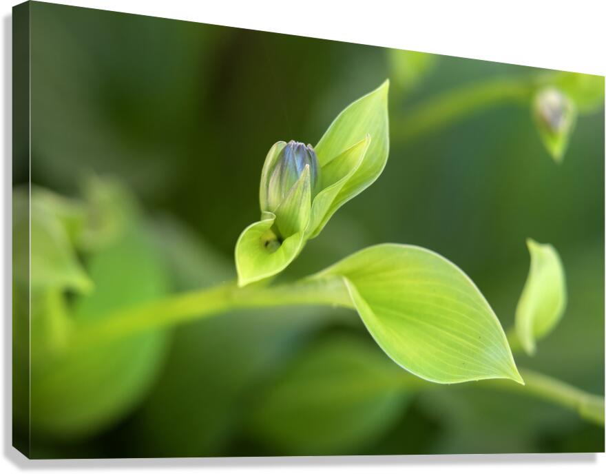 FlowersPlants 22 Canvas Print