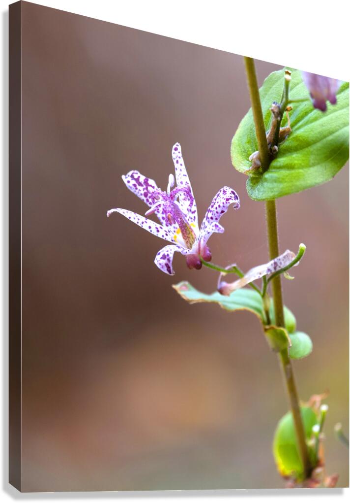 FlowersPlants 25 Canvas Print