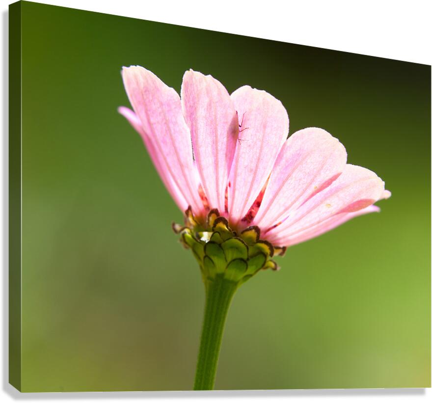 FlowersPlants 29 Canvas Print