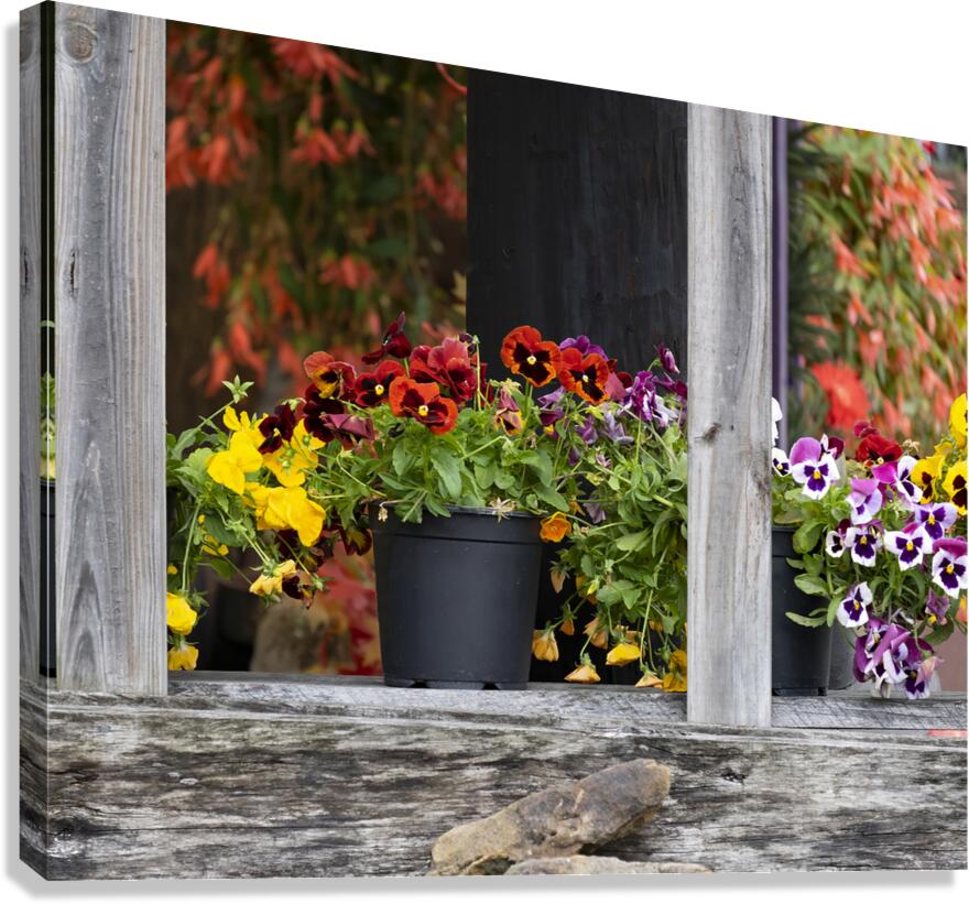 FlowersPlants 32 Canvas Print