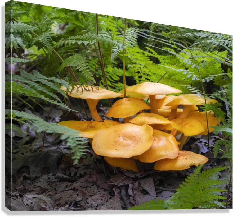 FlowersPlants 34 Canvas Print