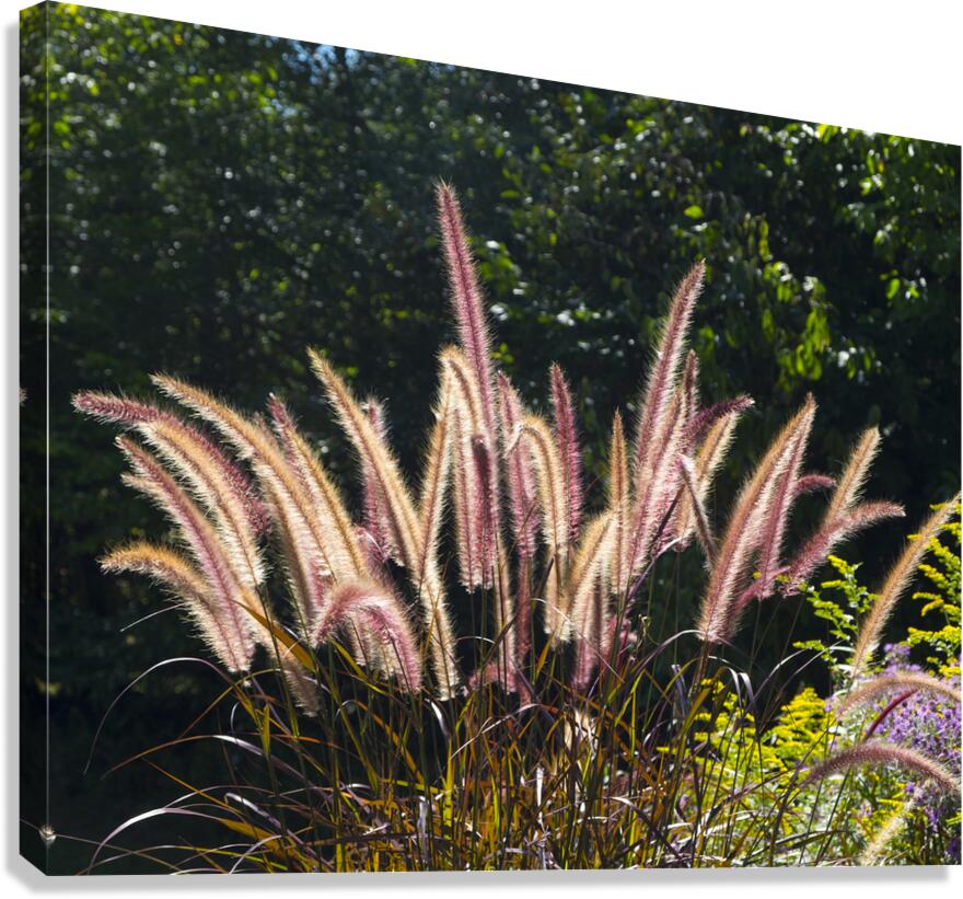FlowersPlants 36 Canvas Print