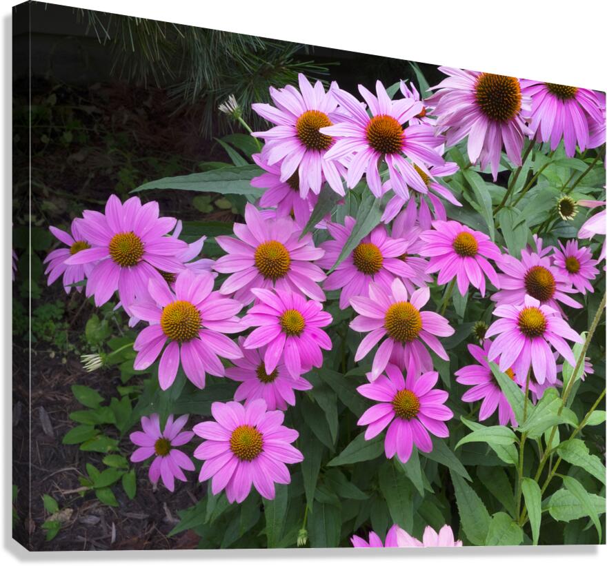 FlowersPlants 37 Canvas Print