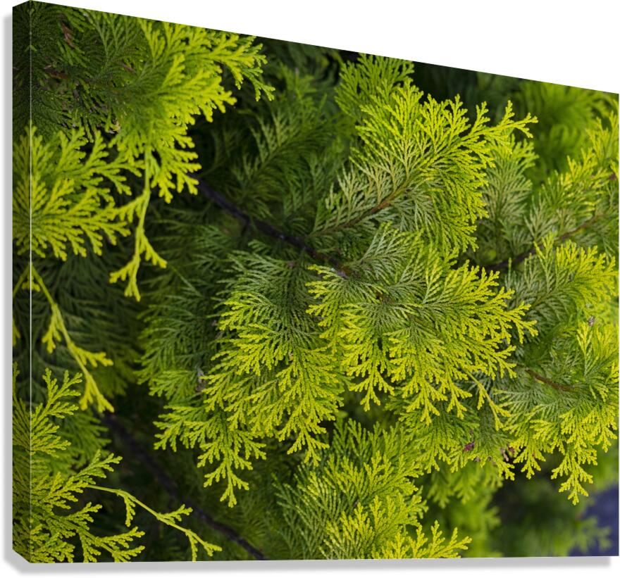 FlowersPlants 38 Canvas Print