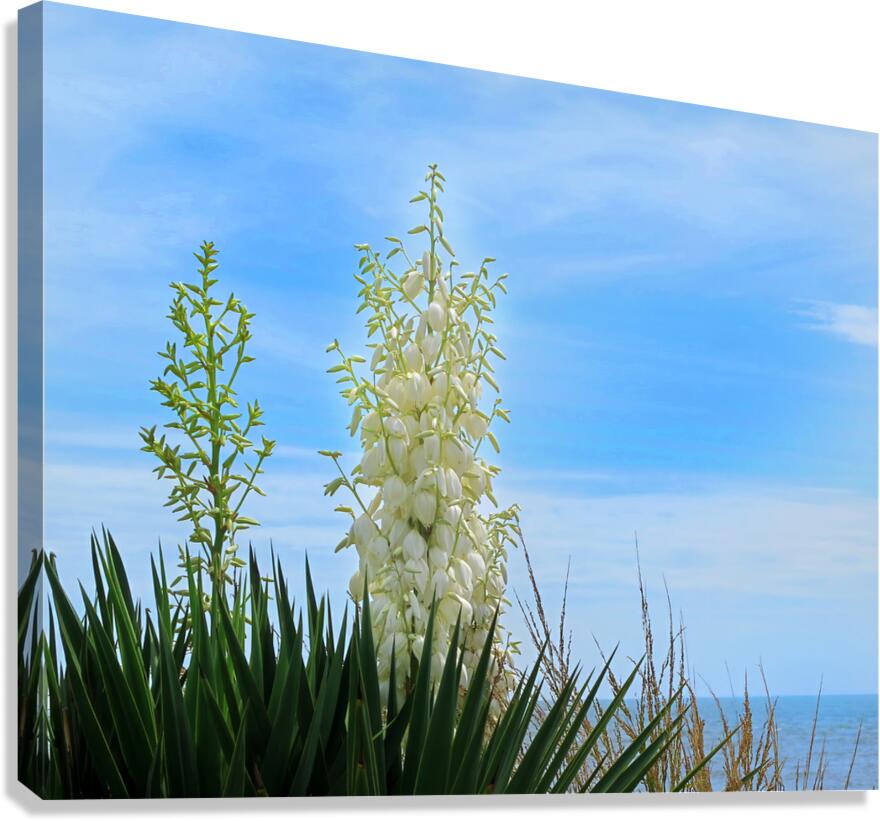 FlowersPlants 42 Canvas Print