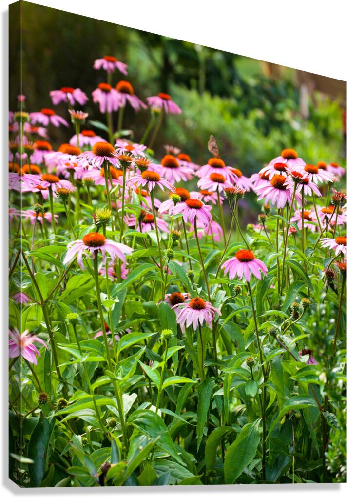 FlowersPlants 43 Canvas Print