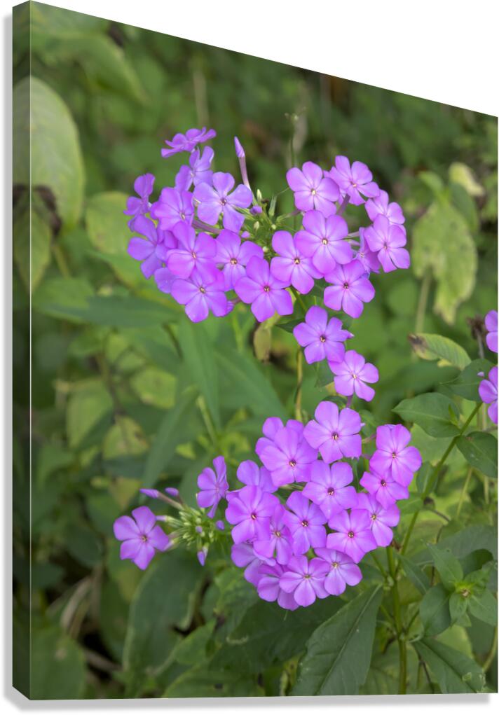 FlowersPlants 46 Canvas Print