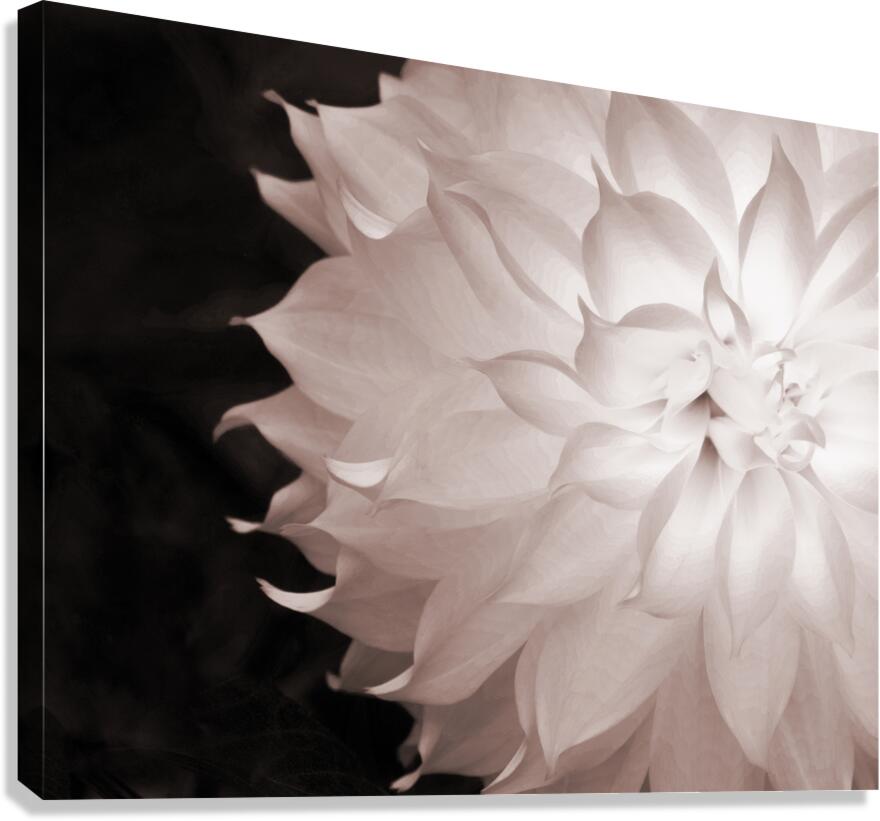 FlowersPlants 55 Canvas Print