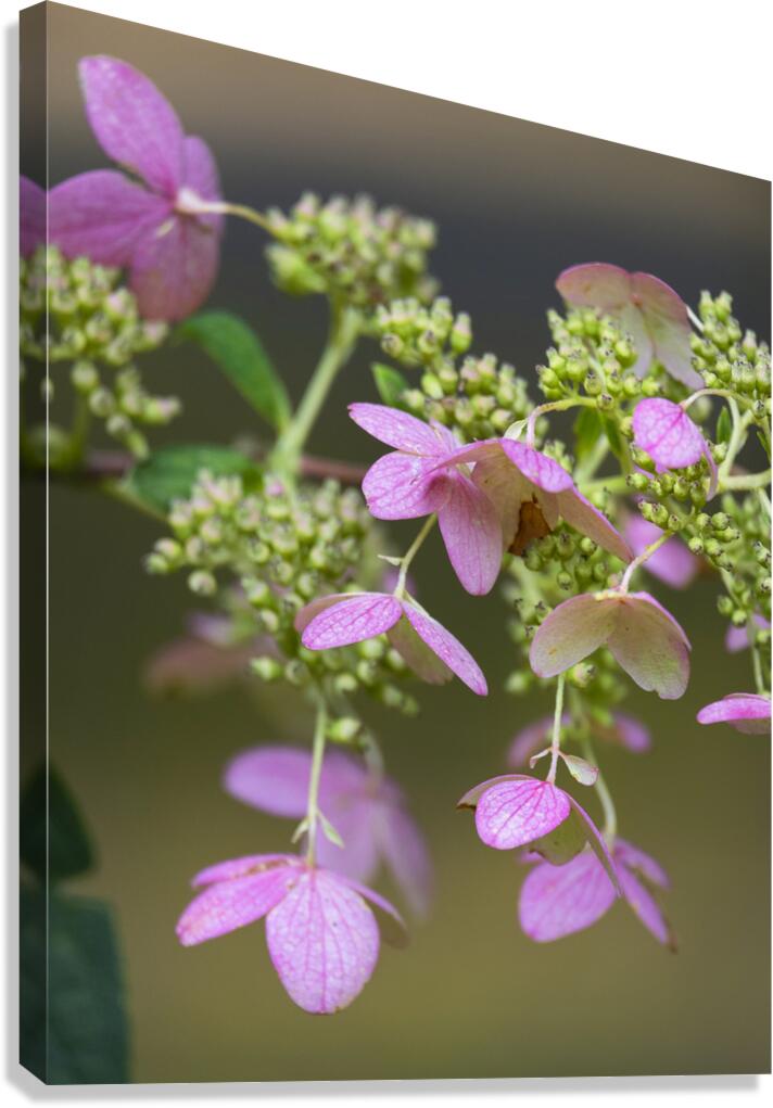 FlowersPlants 56 Canvas Print