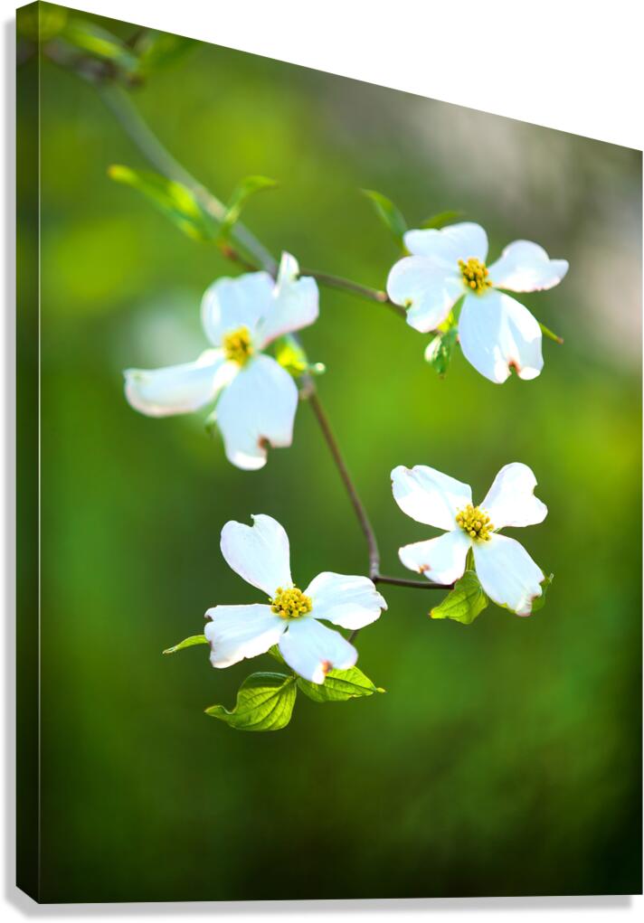 FlowersPlants 58 Canvas Print