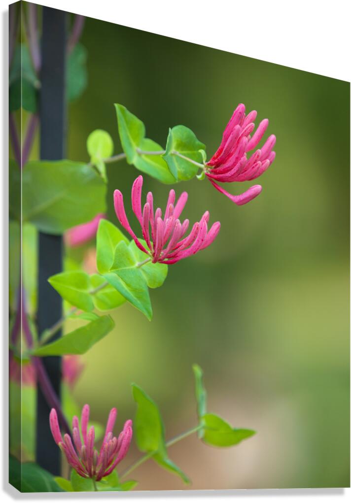 FlowersPlants 61 Canvas Print