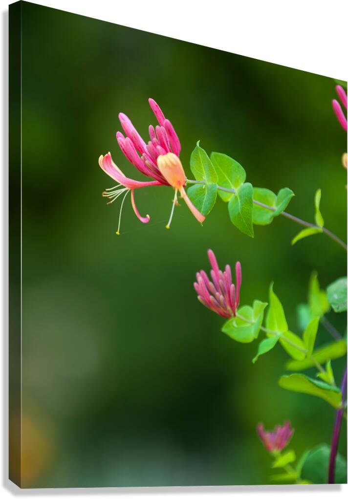 FlowersPlants 62 Canvas Print