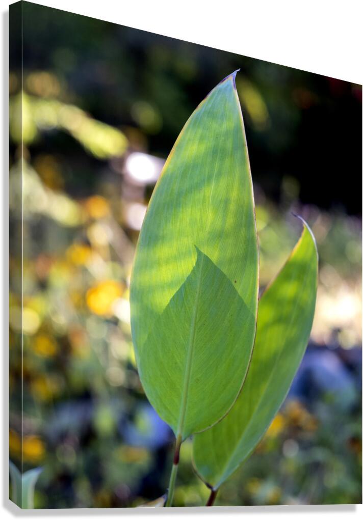 FlowersPlants 78 Canvas Print