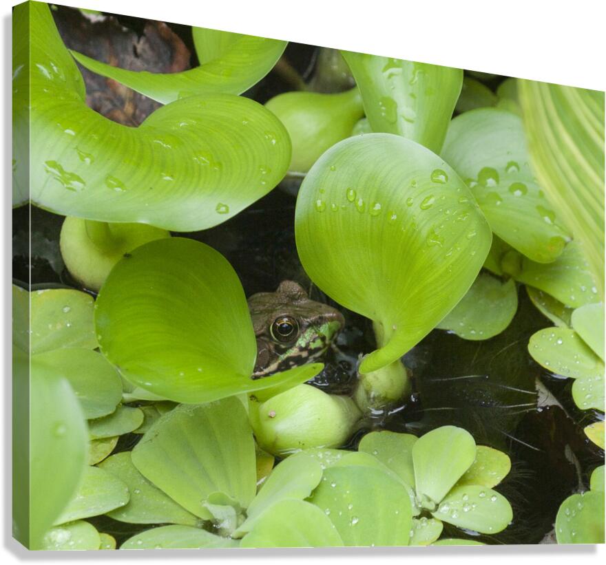 FlowersPlants 82 Canvas Print