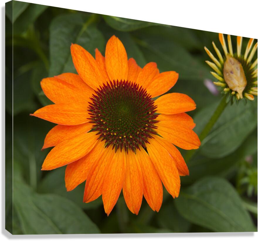 FlowersPlants 84 Canvas Print