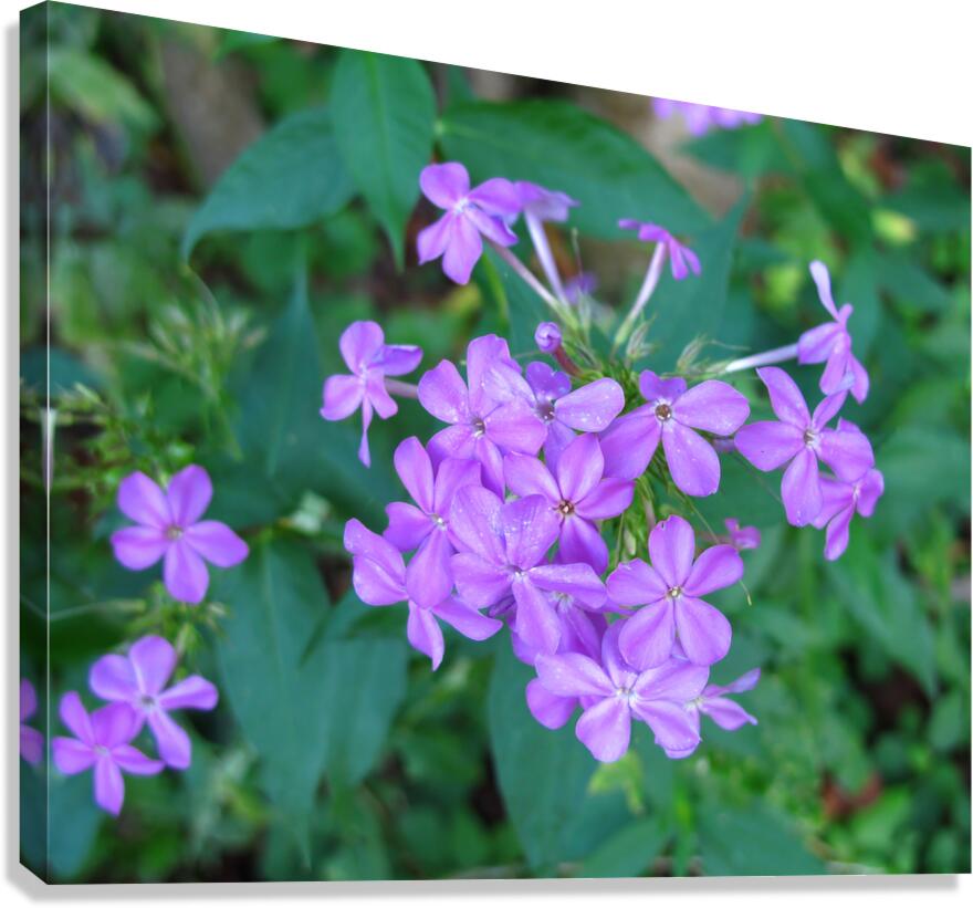 FlowersPlants 88 Canvas Print