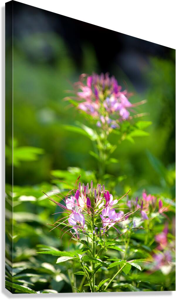 FlowersPlants 94 Canvas Print