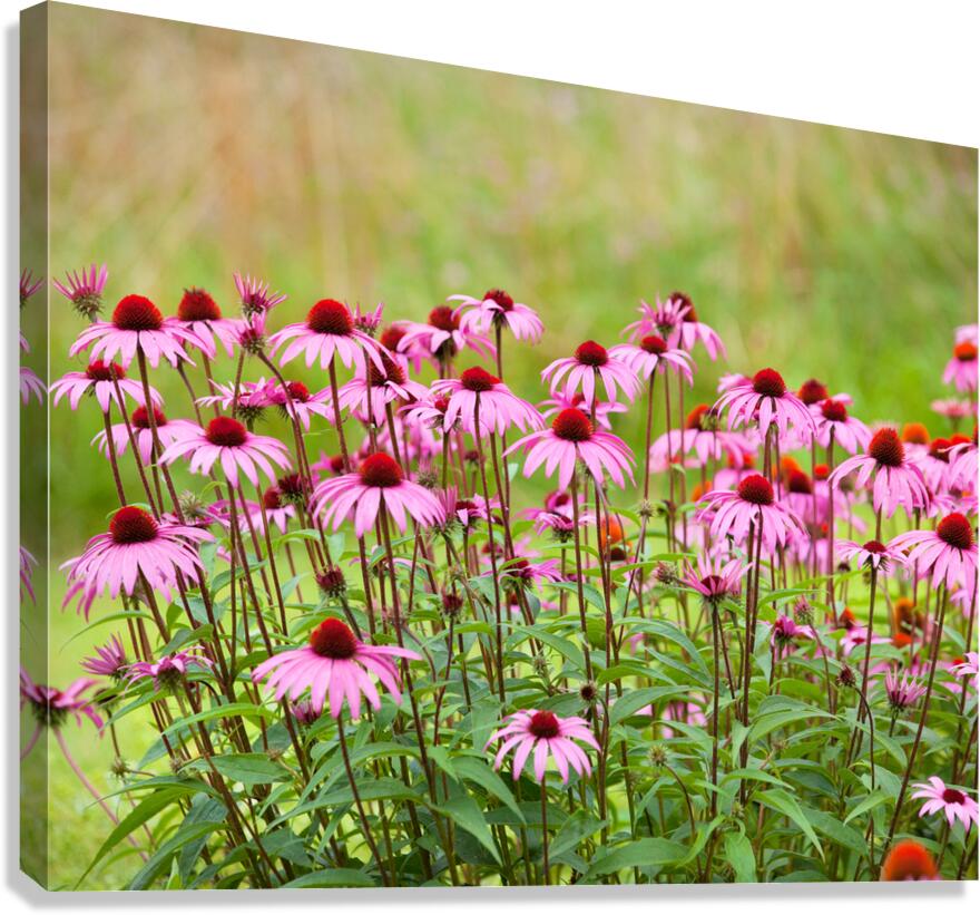 FlowersPlants 96 Canvas Print
