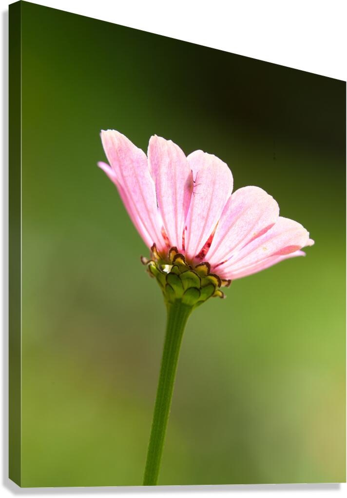 FlowersPlants 103 Canvas Print
