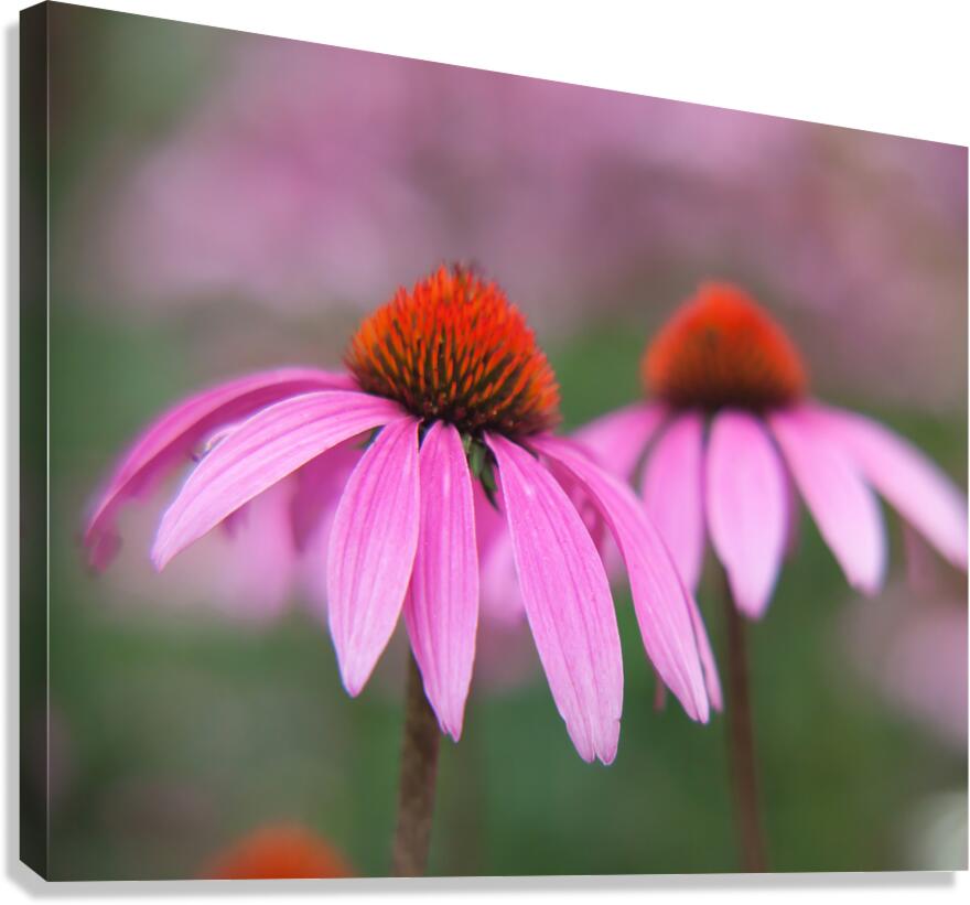 FlowersPlants 105 Canvas Print