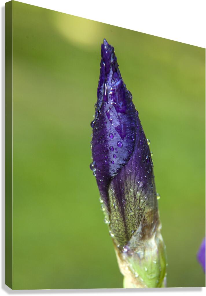 FlowersPlants 108 Canvas Print