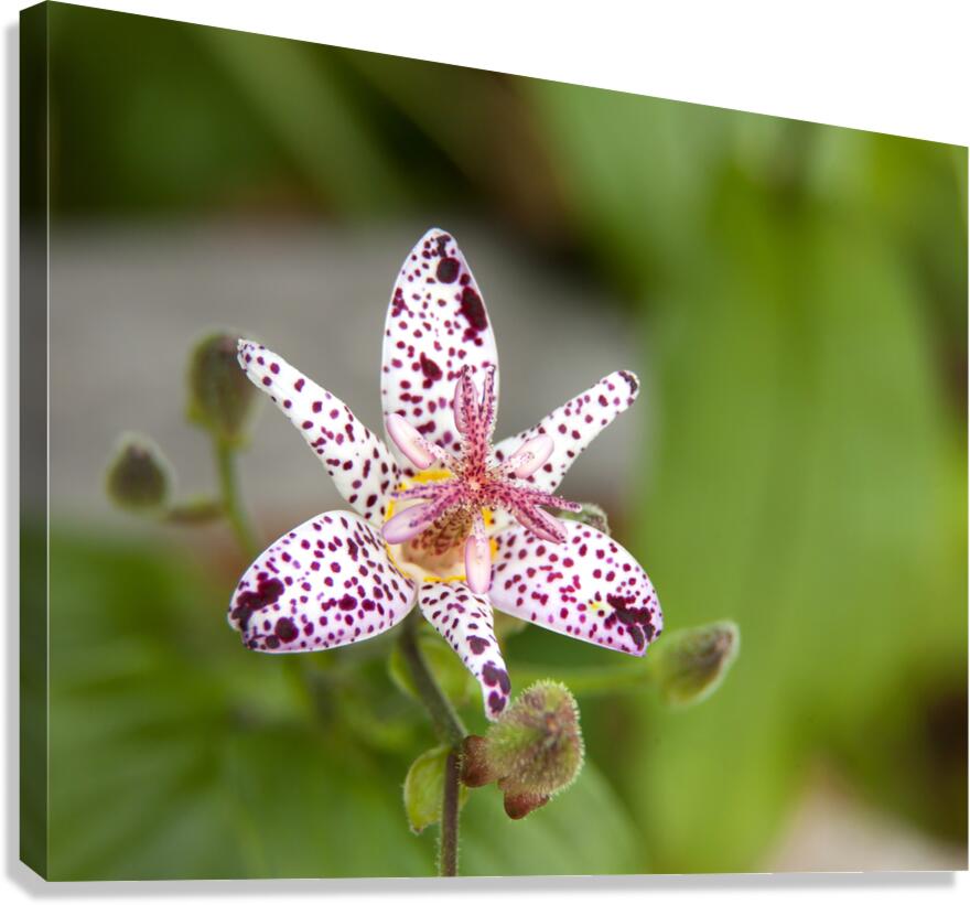 FlowersPlants 110 Canvas Print