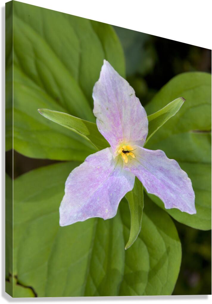 FlowersPlants 111 Canvas Print