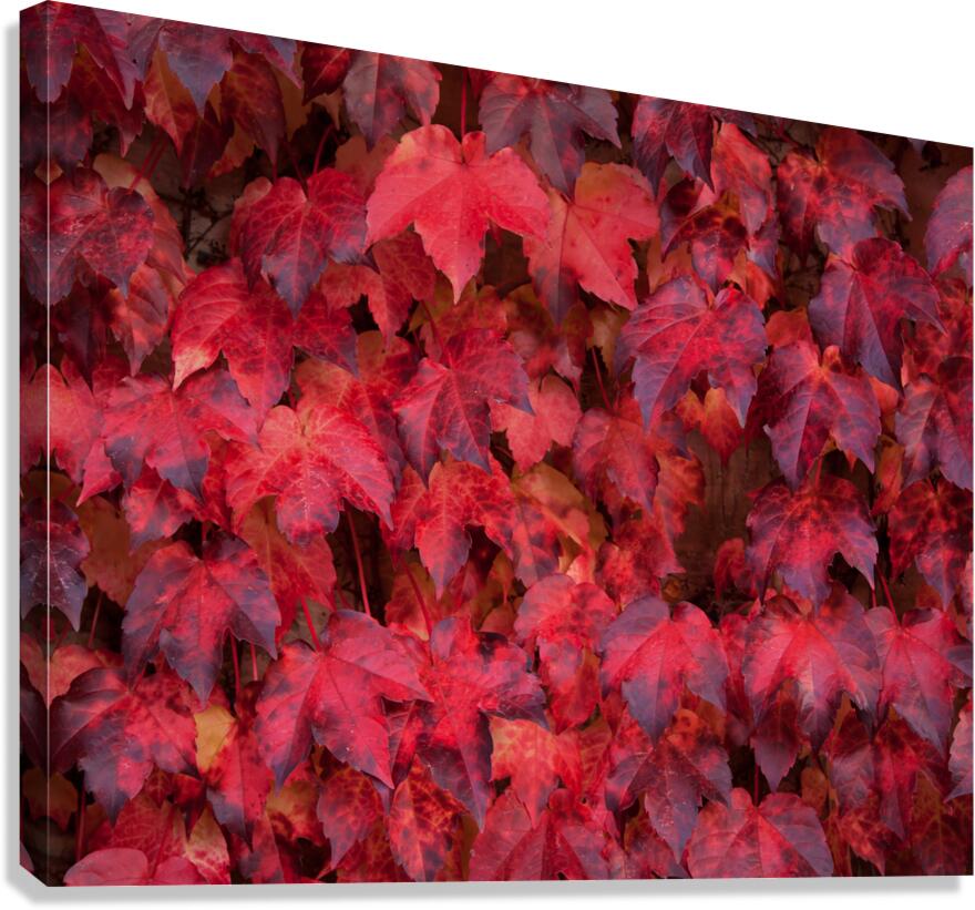 FlowersPlants 114 Canvas Print