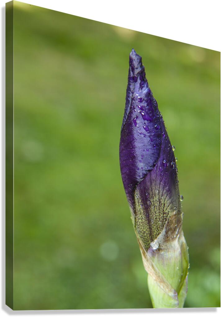 FlowersPlants 115 Canvas Print