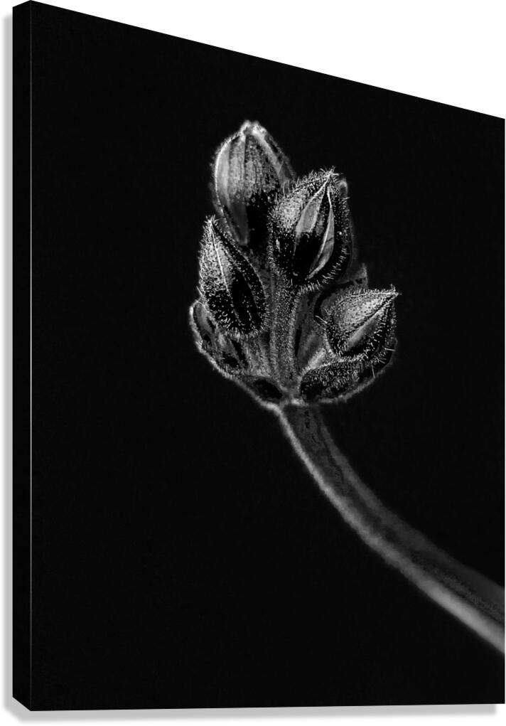 FlowersPlants 116 Canvas Print