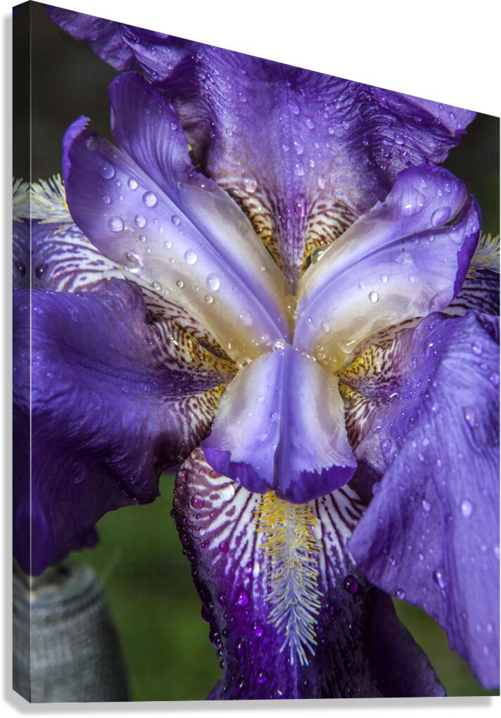 FlowersPlants 119 Canvas Print