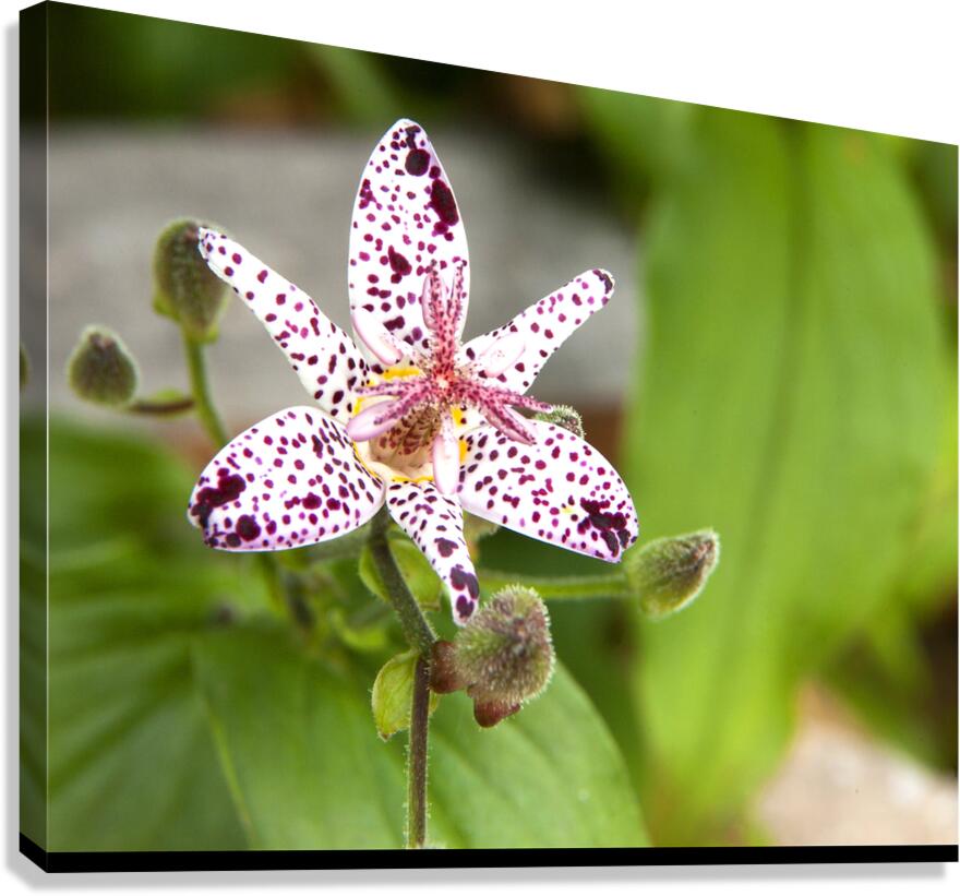 FlowersPlants 123 Canvas Print