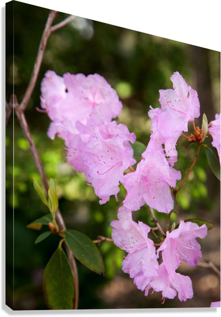 FlowersPlants 128 Canvas Print
