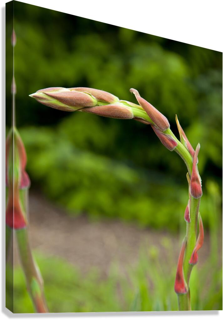 FlowersPlants 130 Canvas Print