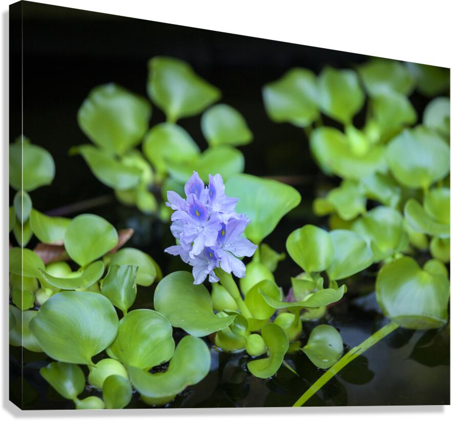 FlowersPlants 131 Canvas Print