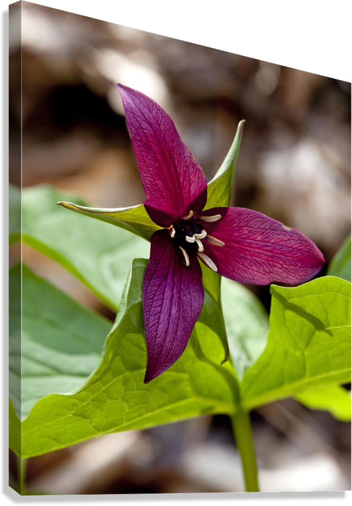FlowersPlants 133 Canvas Print