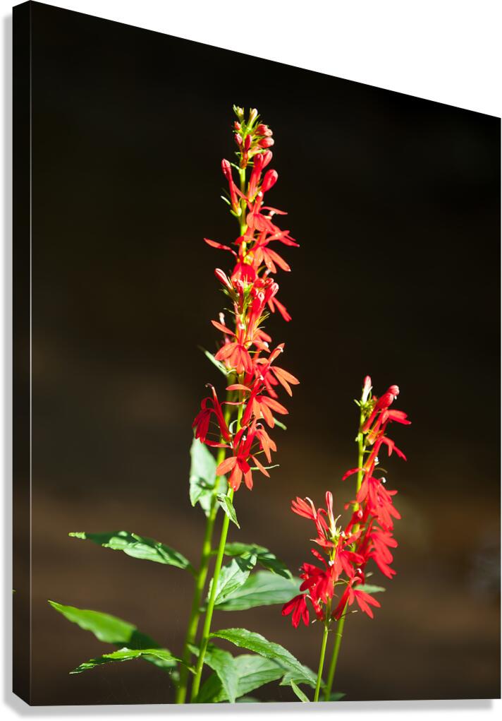 FlowersPlants 134 Canvas Print
